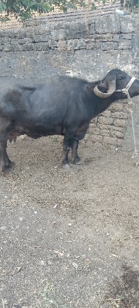 थंबनेल 2