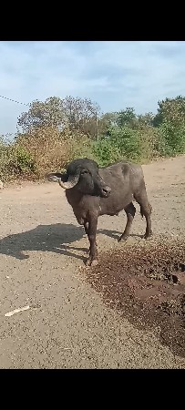 પાડો વેચવાનો છે