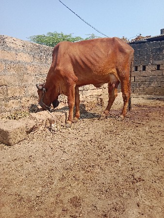 थंबनेल 2