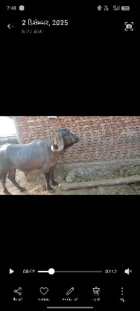 થંબનેલ 2