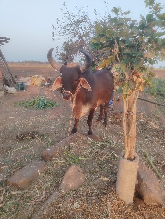 વાશડા  વેસવાના  શે