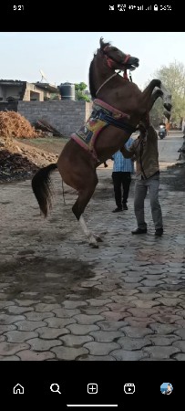 थंबनेल 2