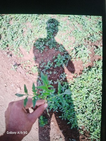 tameti no  hybrid veryti