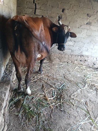 gir kros gay vechva ni se