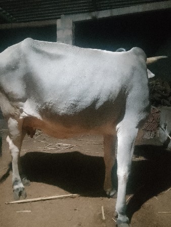 થંબનેલ 2