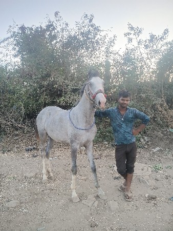 વચેરી વેચવાની છે 15 મહિના છે