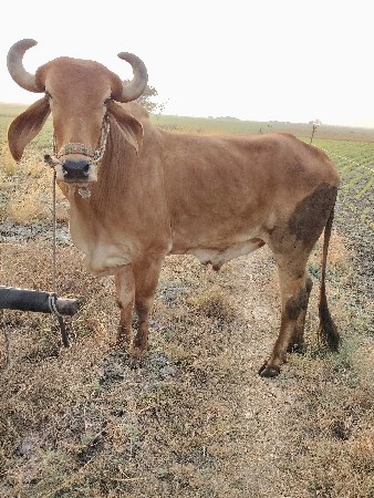 थंबनेल 2