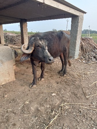 જાફરાબાદિ છે