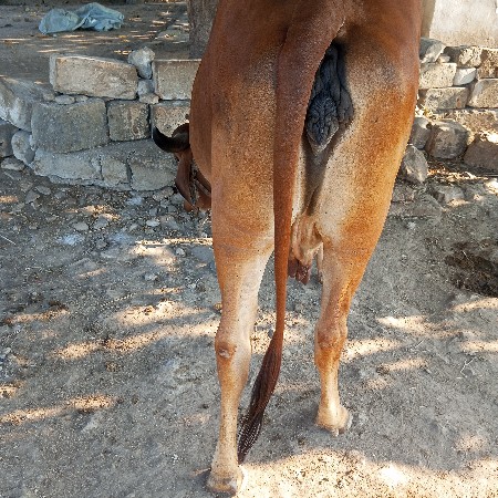 ગાય વેચવા ની