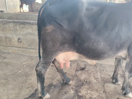 थंबनेल 2