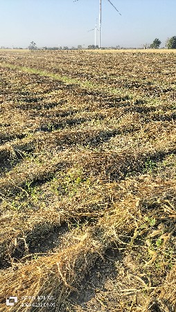 જુવાર નો પૂળા વેછવા ના છે