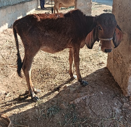 थंबनेल 3