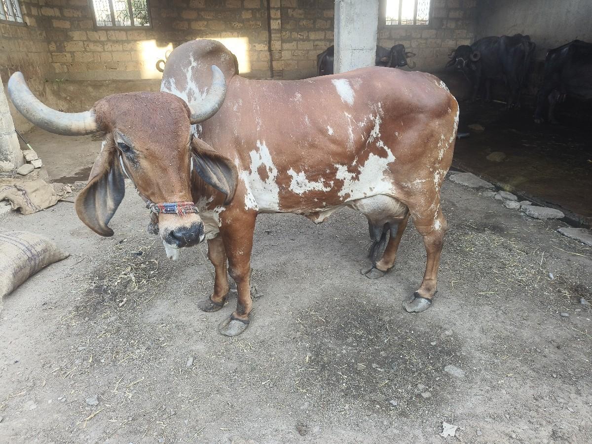 ગાય વેચવાની છે