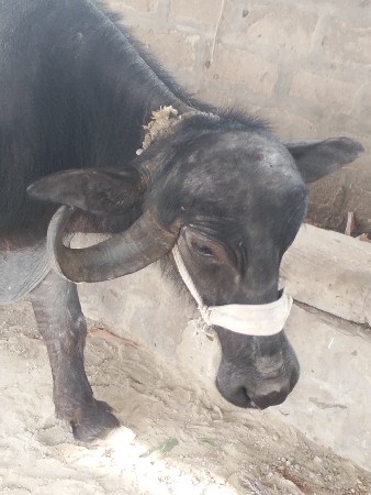 थंबनेल 3