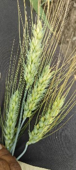 ટુકડા ઘઉં