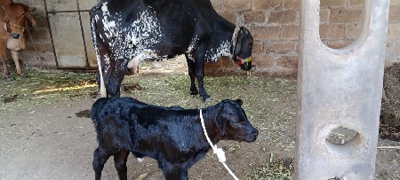 थंबनेल 3