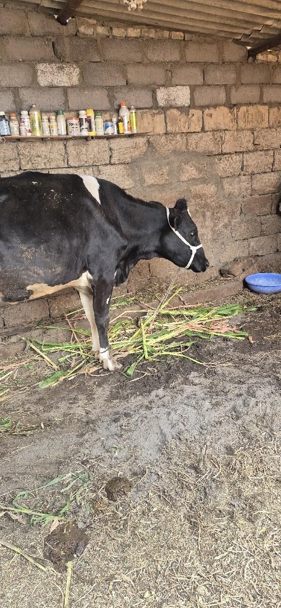 2ગાઈ વેસવાની સે