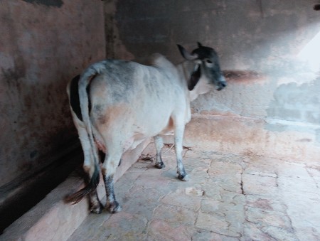 ઓરજનલ નીલળી