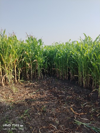 લિલિ મકાઈ વેશવા ની છે