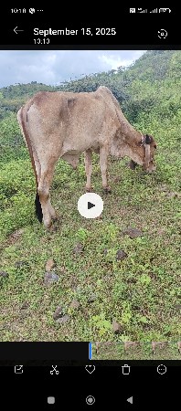 બળદ વેચવાનો છે