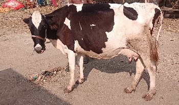 વેચવાનું  છે