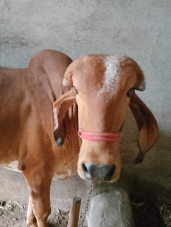 थंबनेल 3