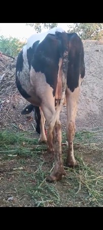 jarsi odaki vechavani se