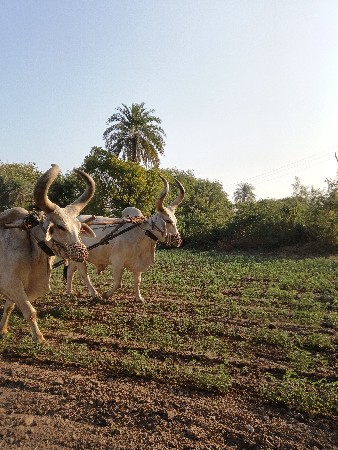 બળદ વેચવાના છે