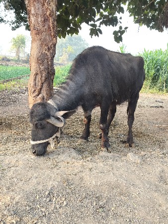 थंबनेल 3