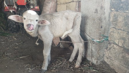 પાઙો વેચવાનો છે