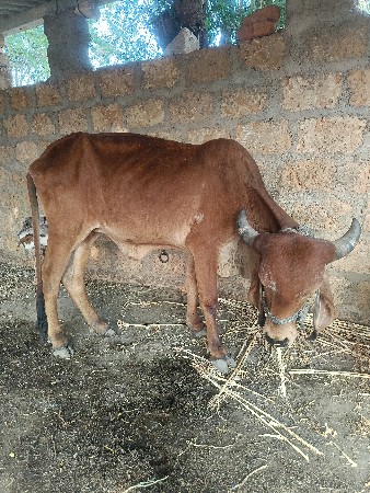 વાછડી વેચવાની છે