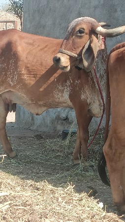 थंबनेल 3