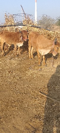 थंबनेल 2