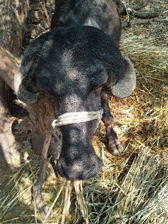 ખળેલી વેચવાની છે