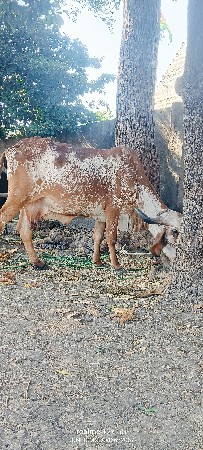 થંબનેલ 4