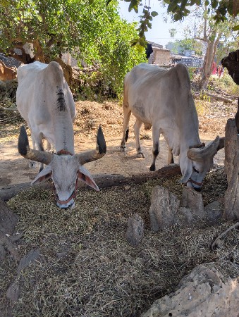 थंबनेल 2