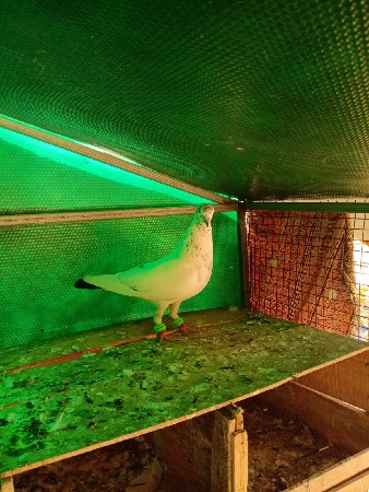 ફૂલ ઉડાન