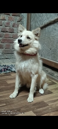 લેબ દસ મહિનાની ફિમેલ