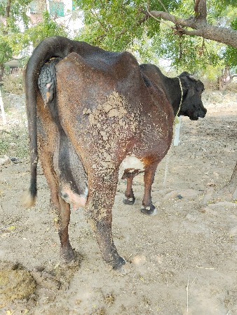 જર્સી ગાય વેચવાની
