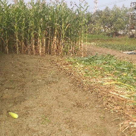 મકાય નો સારો વેચવા