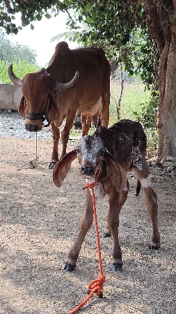 थंबनेल 3