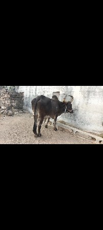 બળદ વેચવાનો છે