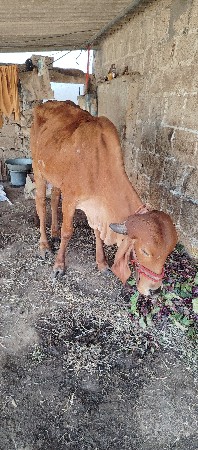 ગીર હોળકી વેચવાની છે