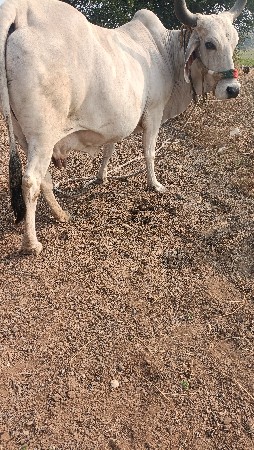 थंबनेल 2