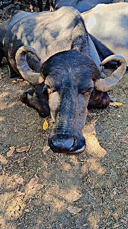 ભેંસ વેચવાની છે