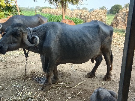 ભેંસ વેચવાની છે