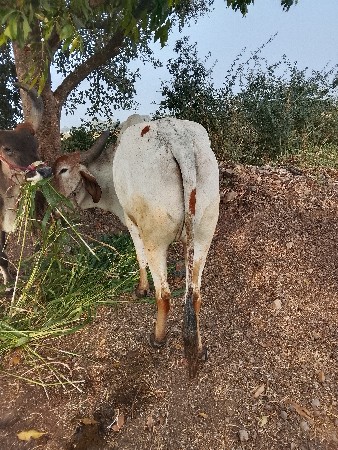 थंबनेल 2