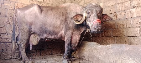 ભેંસ વેચવાની છે પ્યોર જાફરાબાદી