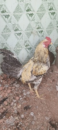 थंबनेल 2