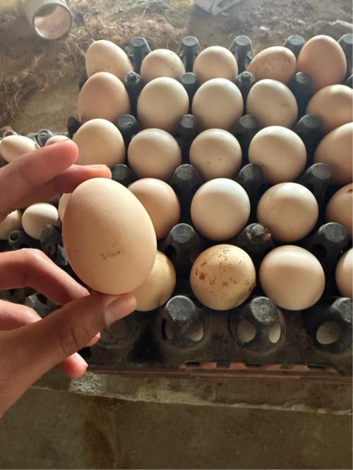 દેસી ઇંડા